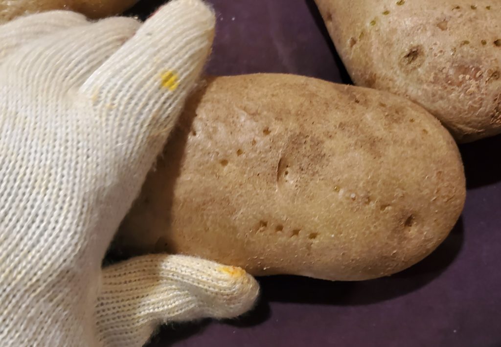 Using an oven mitt to pick up a hot potato from the microwave