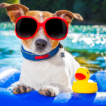 A dog in a pool float wearing sunglasses to represent summer fun ideas for families