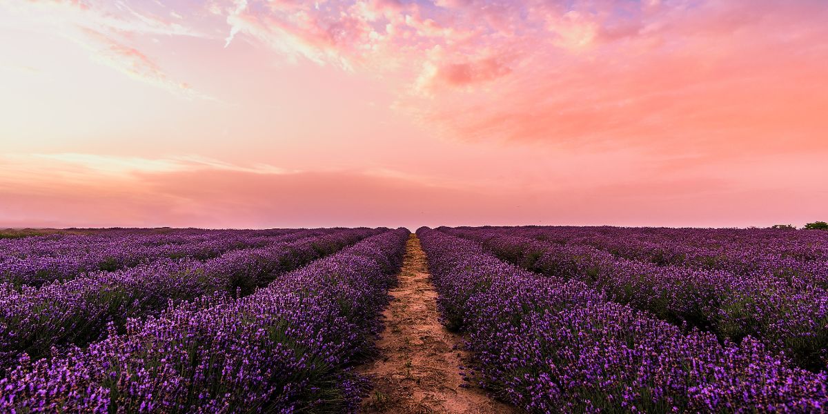 Cover photo for "Devotions for Moms" of purple flowers growing in a field